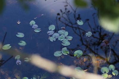 Nymphaea alba