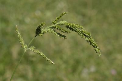 Echinochloa crus-galli