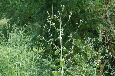 Dipsacus pilosus