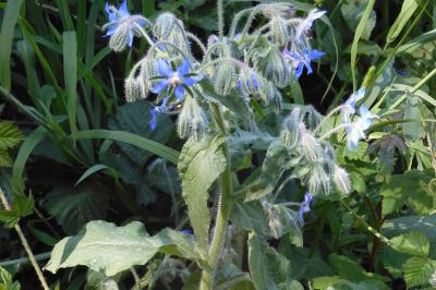 Borago officinalis