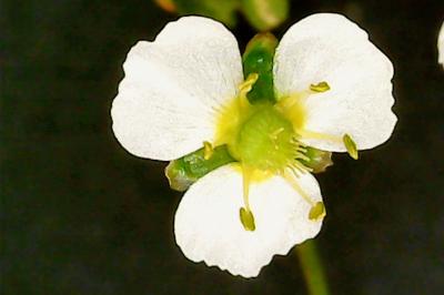 Alisma plantago-aquatica