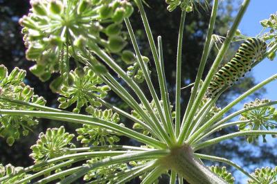 Angelica sylvestris