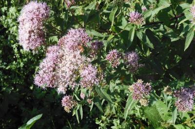 Eupatorium cannabinum