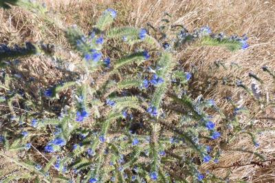 Echium vulgare