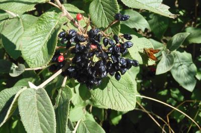 Viburnum lantana