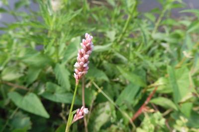 Persicaria amphibia