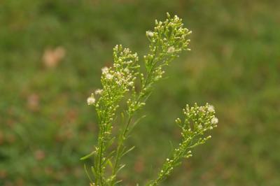 Erigeron canadensis