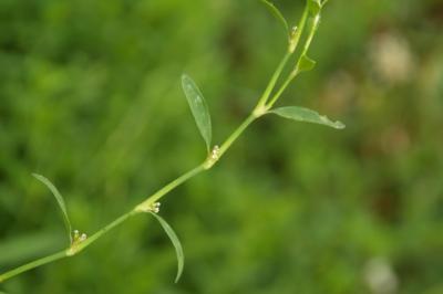Polygonum aviculare