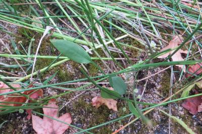 Alisma lanceolatum