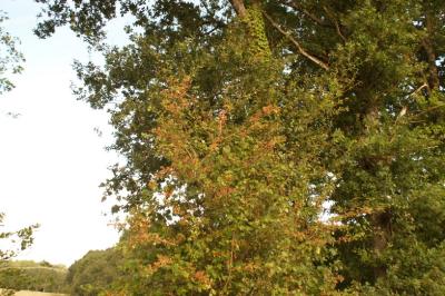 Crataegus monogyna