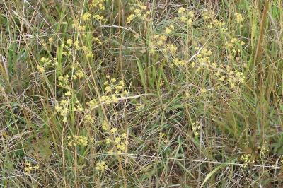 Bupleurum falcatum