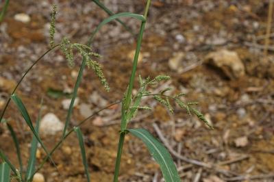 Echinochloa crus-galli