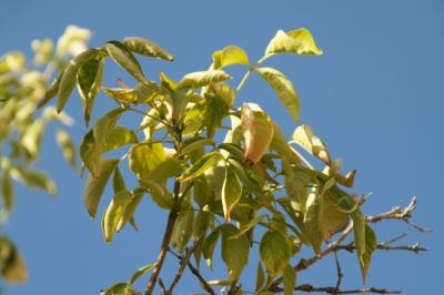 Staphylea pinnata