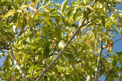 Staphylea pinnata