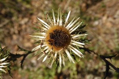 Carlina vulgaris