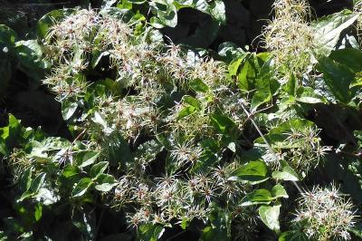 Clematis vitalba