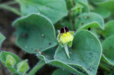 Kickxia spuria