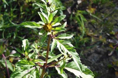 Bidens tripartita