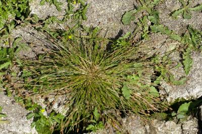 Eleocharis ovata