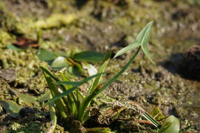 Sagittaria sagittifolia