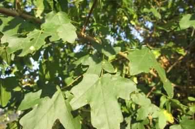Acer campestre