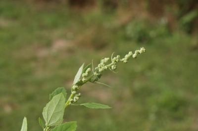 Chenopodium album
