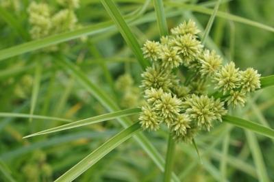 Cyperus eragrostis