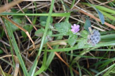 Clinopodium vulgare