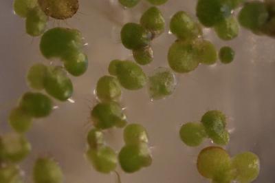 Spirodela polyrhiza