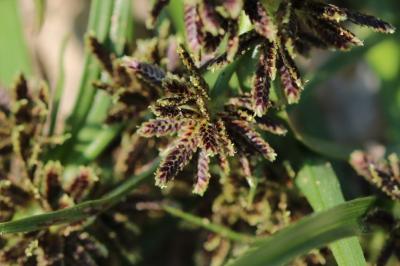 Cyperus fuscus