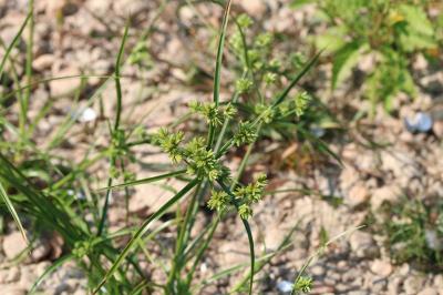 Cyperus eragrostis