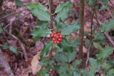 Ilex aquifolium