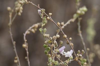 Linaria repens