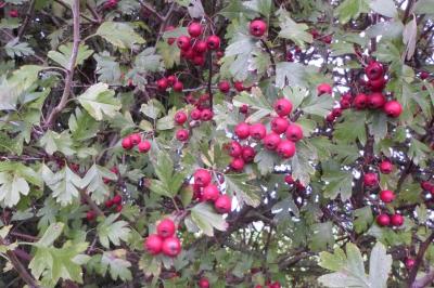 Crataegus monogyna