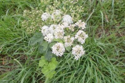 Heracleum sphondylium