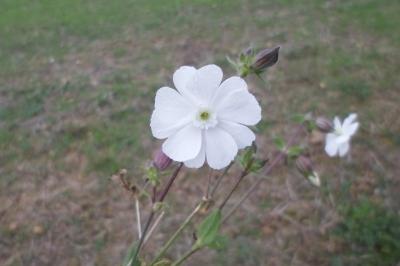 Silene latifolia