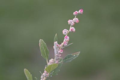 Chenopodium album