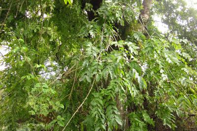 Fraxinus excelsior