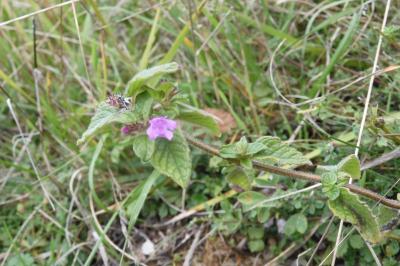 Clinopodium vulgare