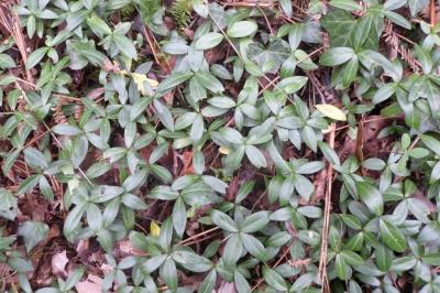 Vinca minor