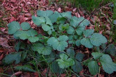 Geum urbanum