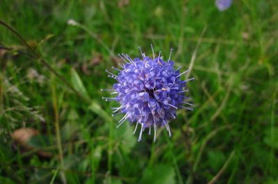 Succisa pratensis