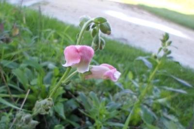 Antirrhinum majus