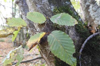 Carpinus betulus