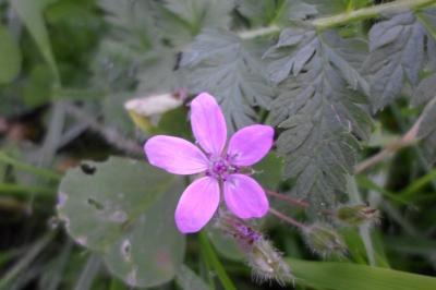 Erodium cicutarium