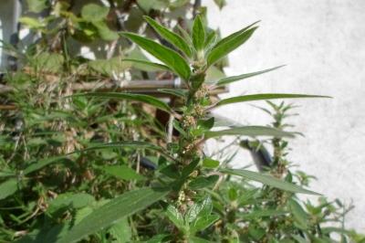 Parietaria judaica