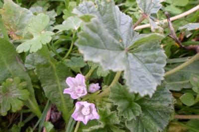 Malva neglecta