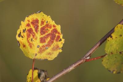 Populus tremula