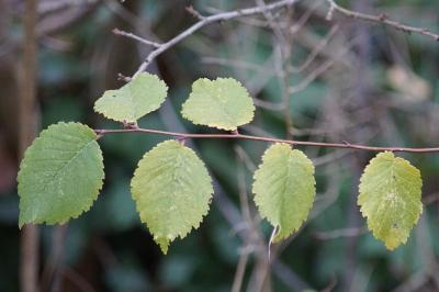 Ulmus minor
