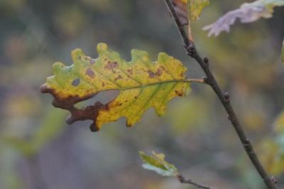 Quercus petraea